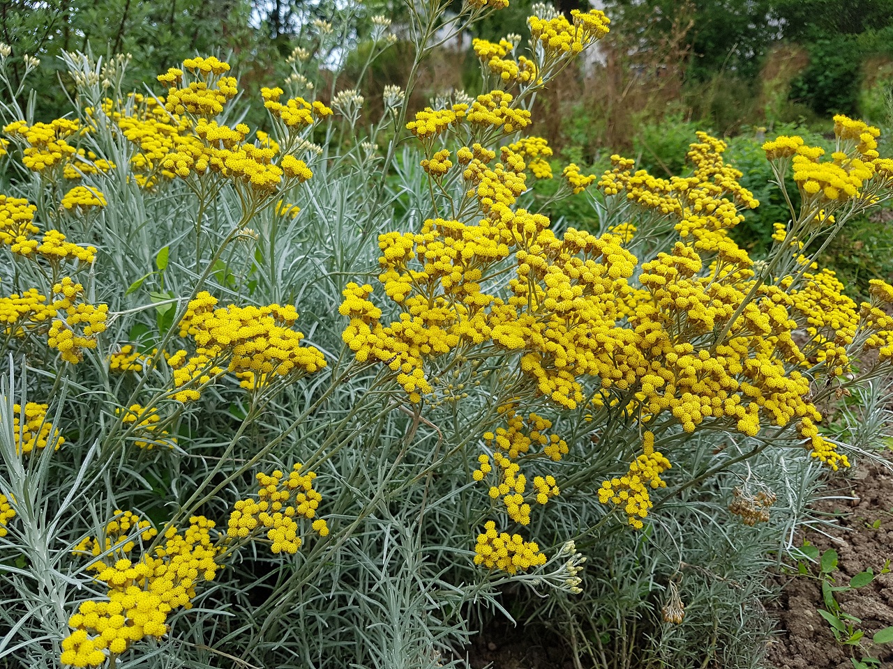 Helichrysum, Ölmez Çiçek Yağı