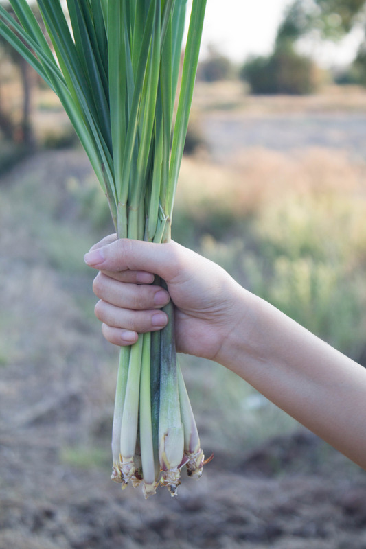 Limon Otu Lemongrass Yağı Faydaları ve Kullanımı