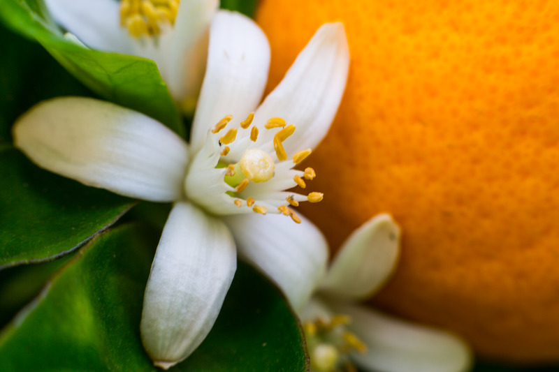 Neroli - Turunç Çiçeği Yağı Faydaları