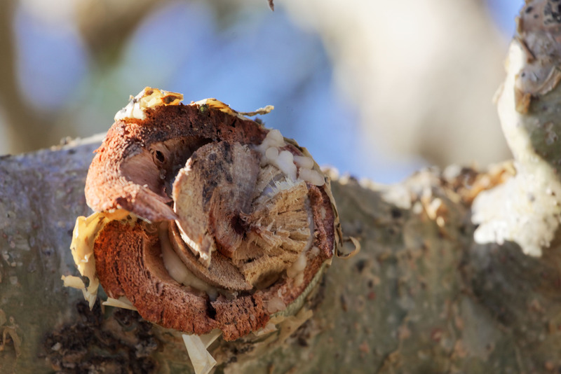 Branch of a frankincense tree (Boswellia papyrifera) with white frankincense.