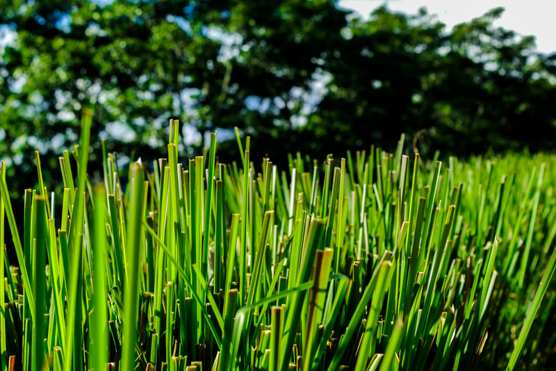 Vetiver Uçucu Yağı Faydaları, Özellikleri ve Kullanımları